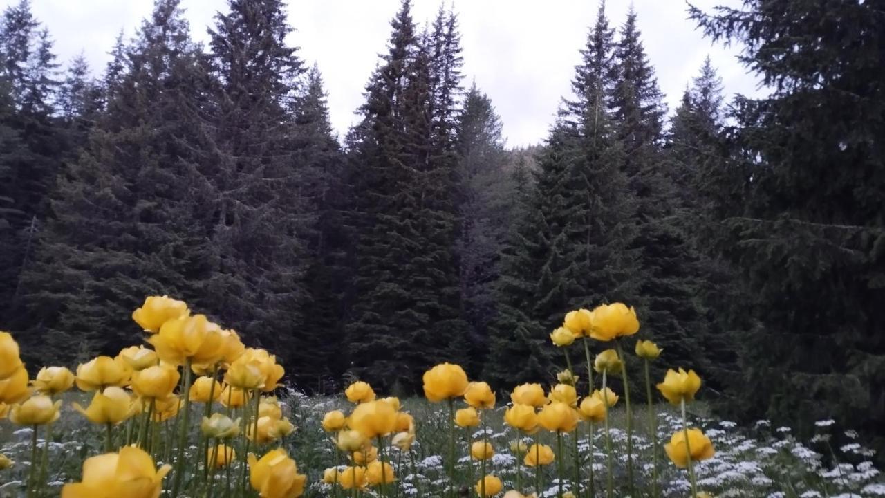 Хижа Ловна В Рила Panichishte Exterior foto